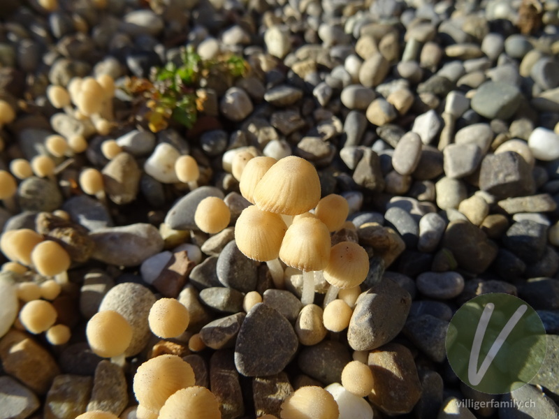 Blasser Glimmertintling: Übersicht